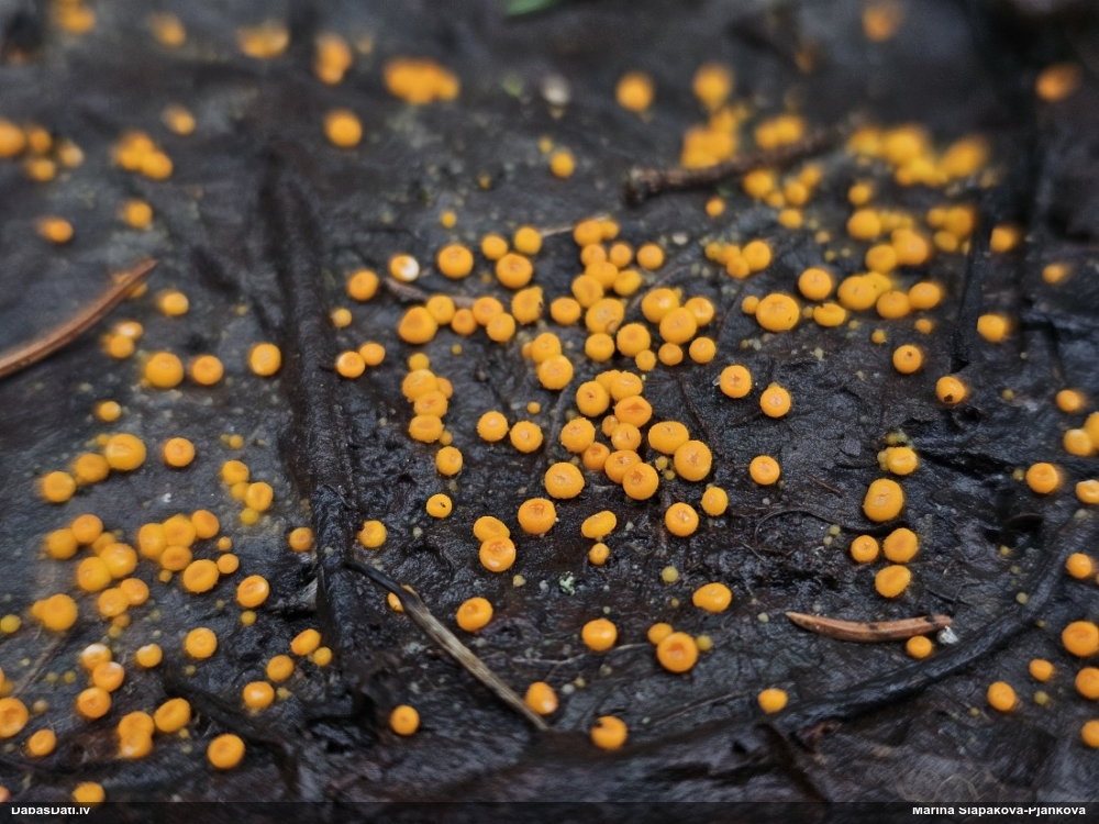 Dzeltenā inermīzija