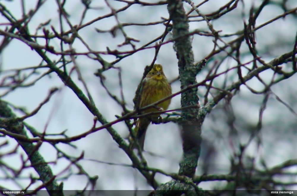 обыкновенная овсянка