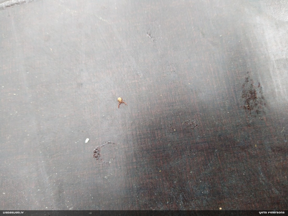 Māņskorpions (nenoteikts)