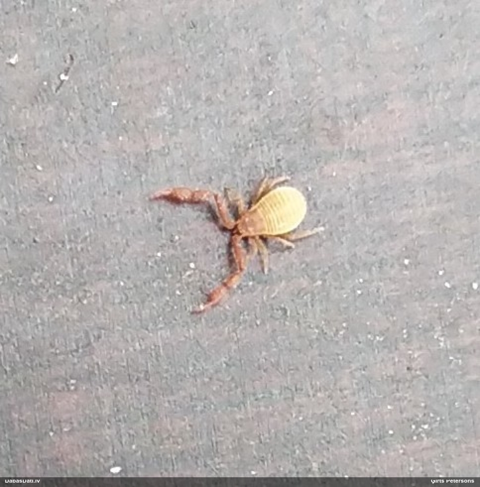 Grāmatu māņskorpions