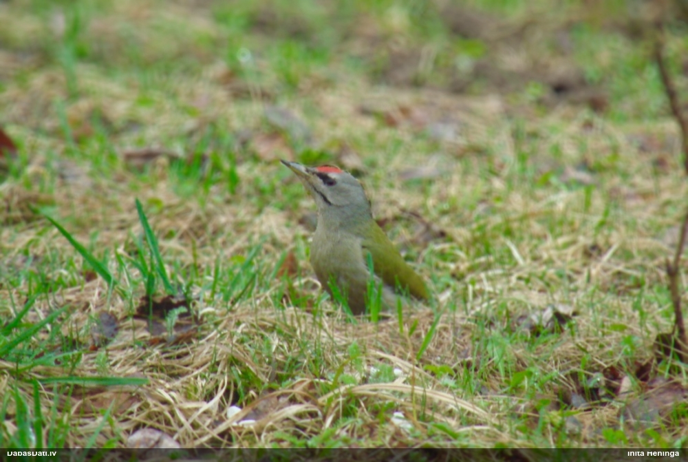 седой дятел