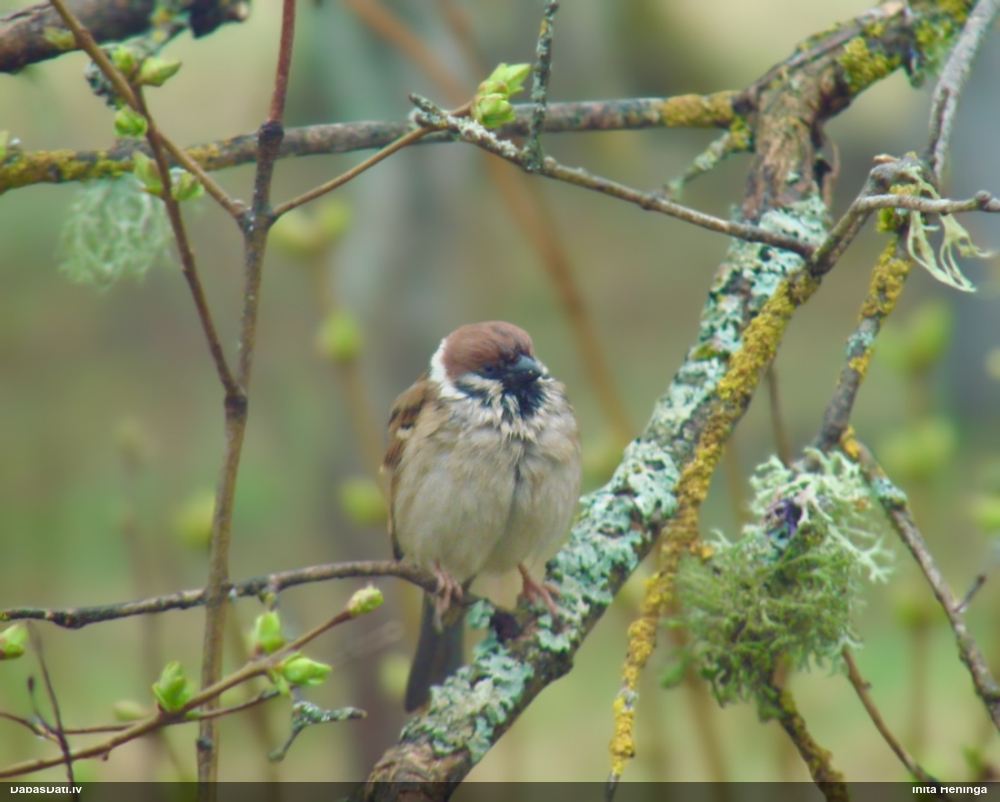 полевой воробей