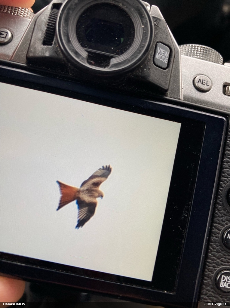 красный коршун