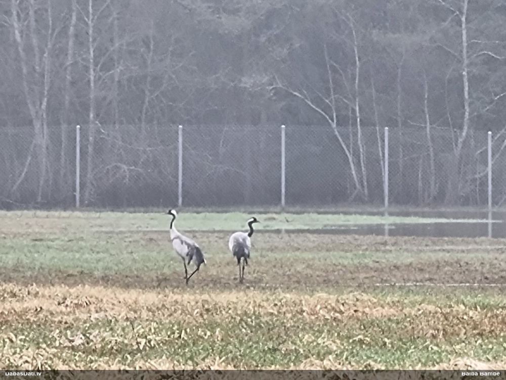 серый журавль