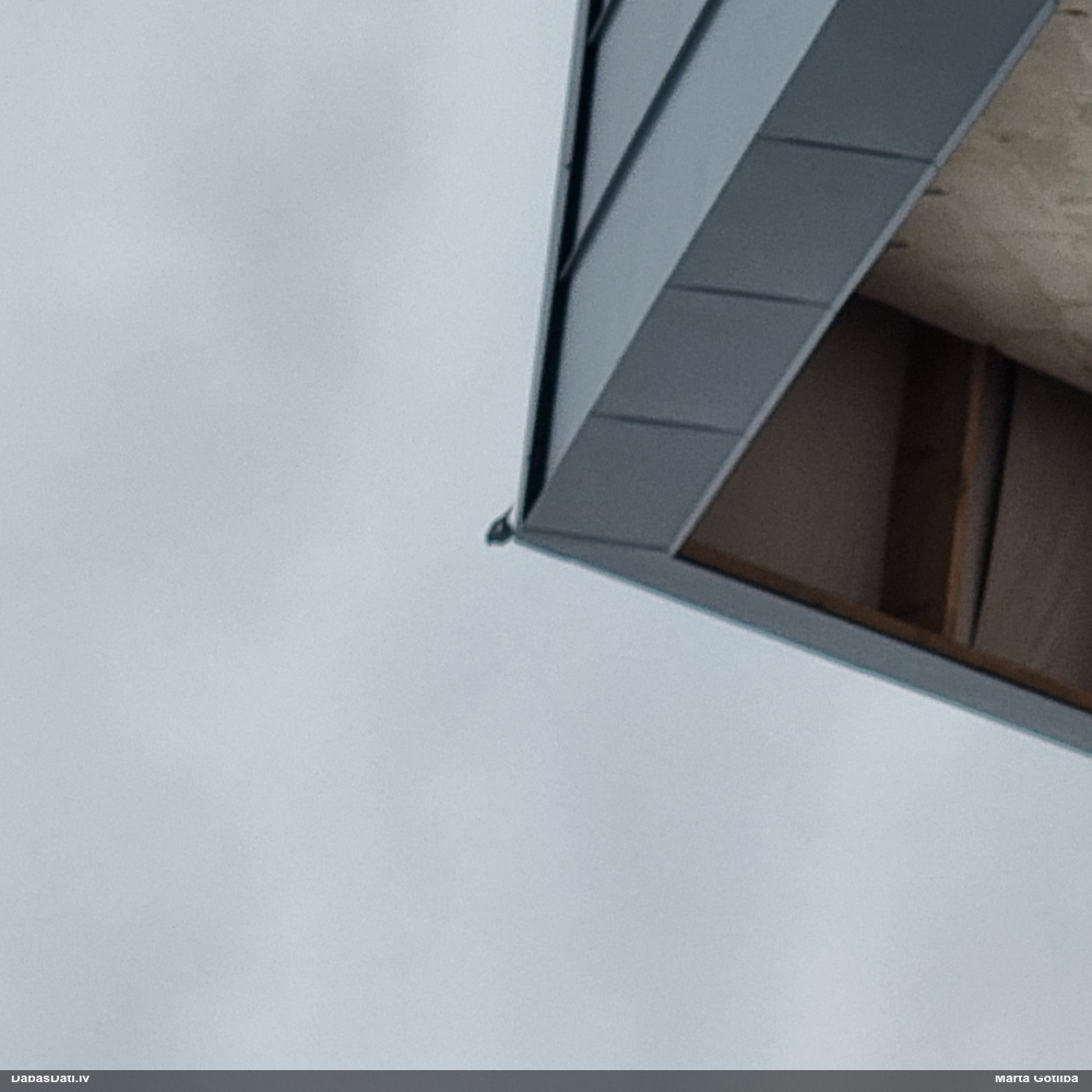 горихвостка-чернушка