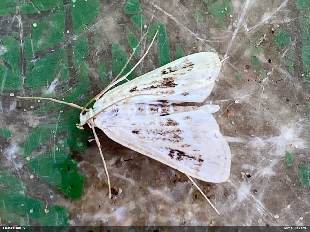 Zāļsvilnis Parapoynx stratiotata