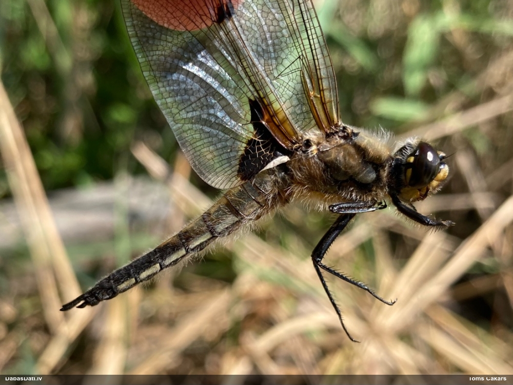 Plankumainā platspāre
