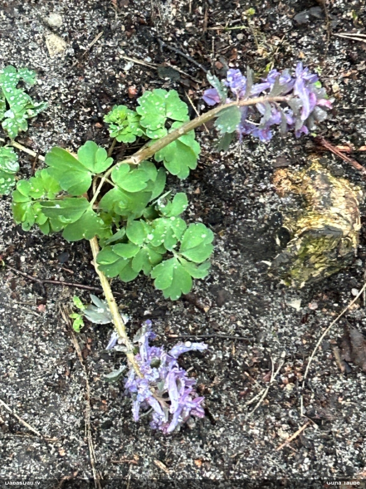 хохлатка плотная