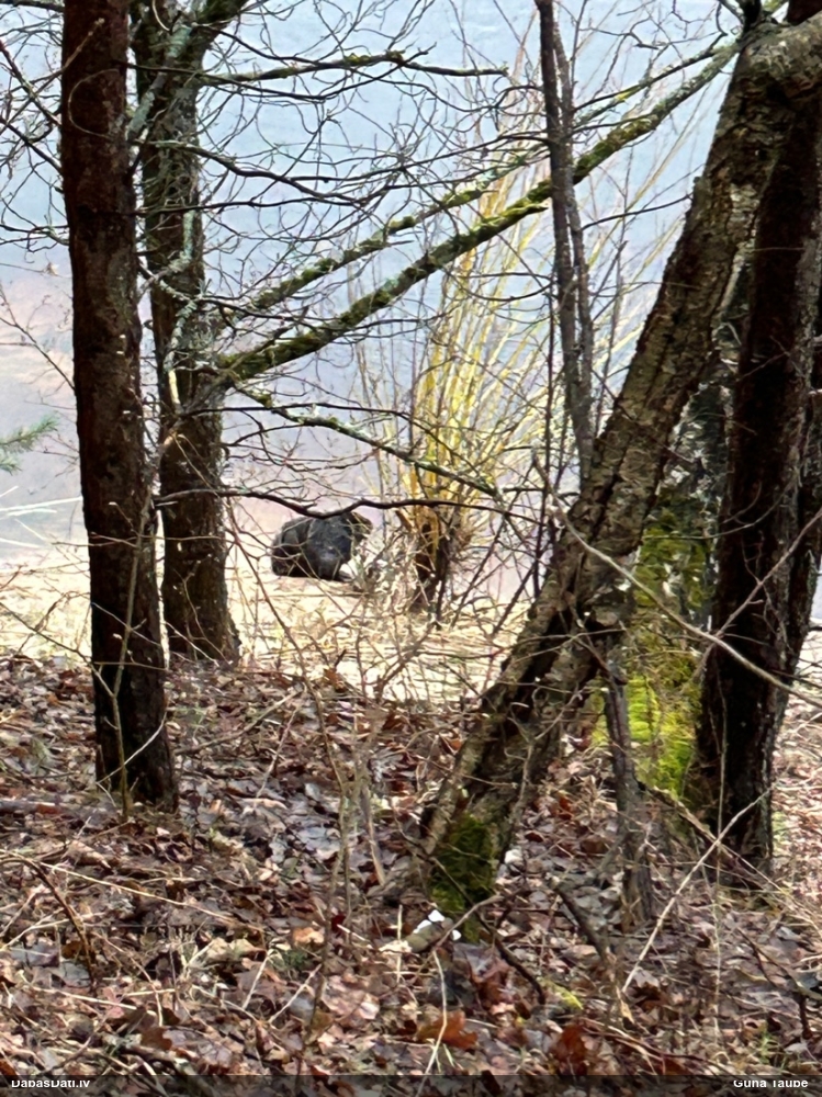 обыкновенный бобр