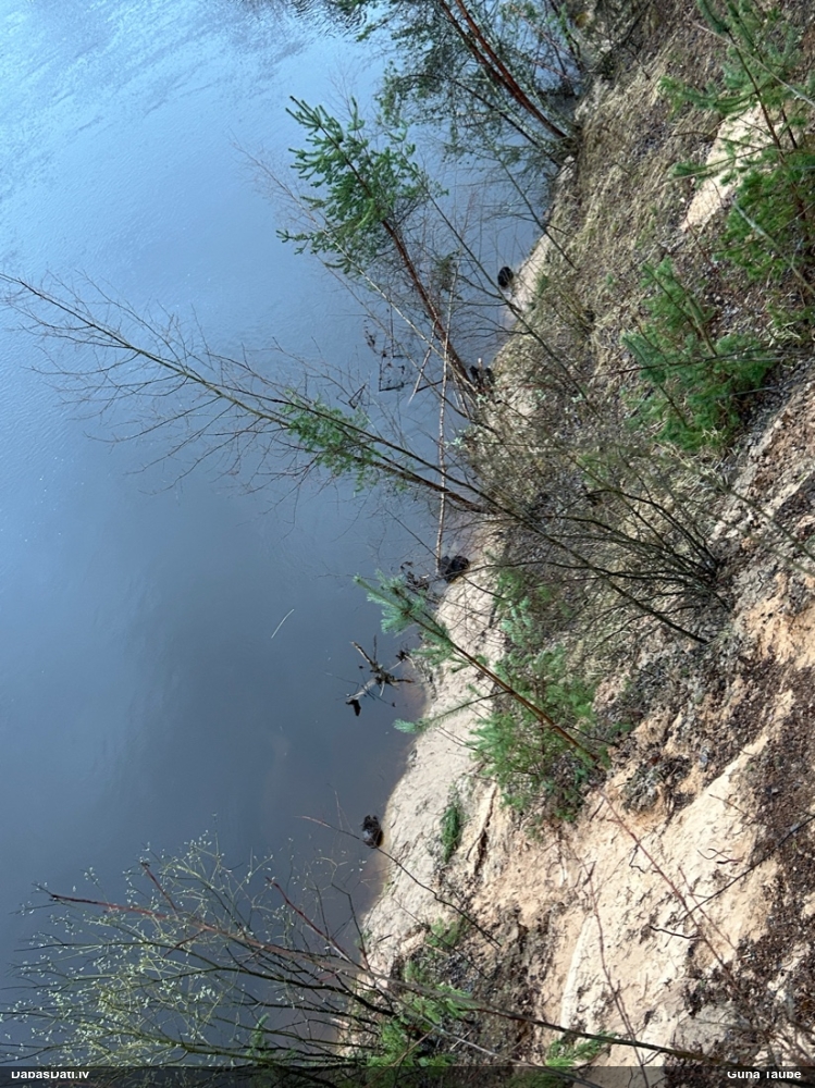 обыкновенный бобр