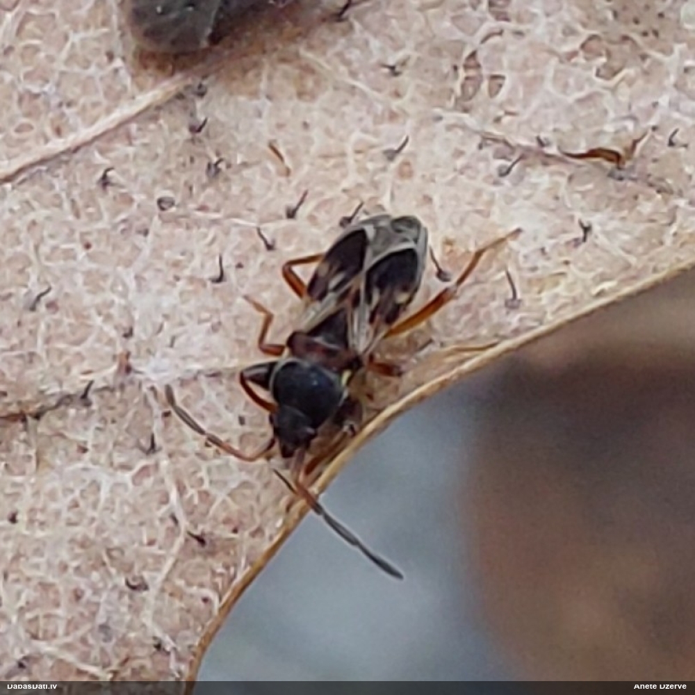 Zemesblakts Scolopostethus affinis