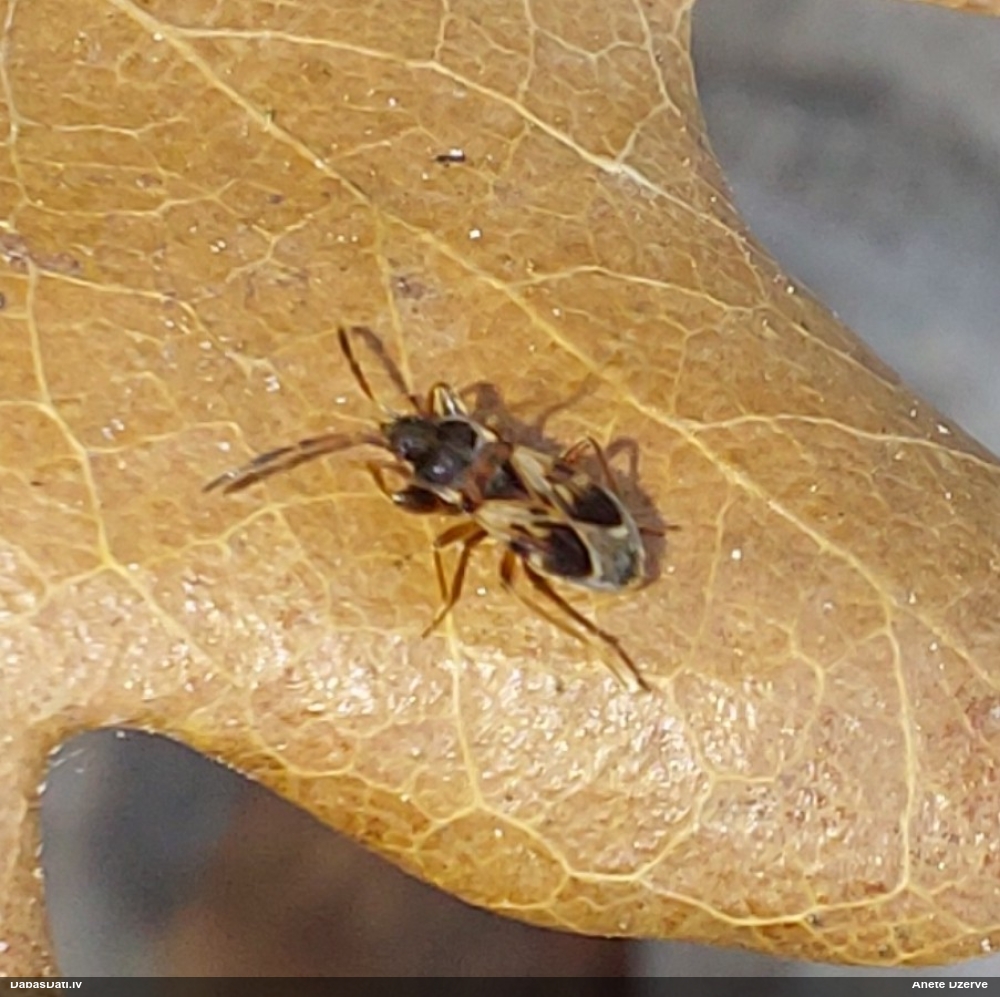 Zemesblakts Scolopostethus affinis