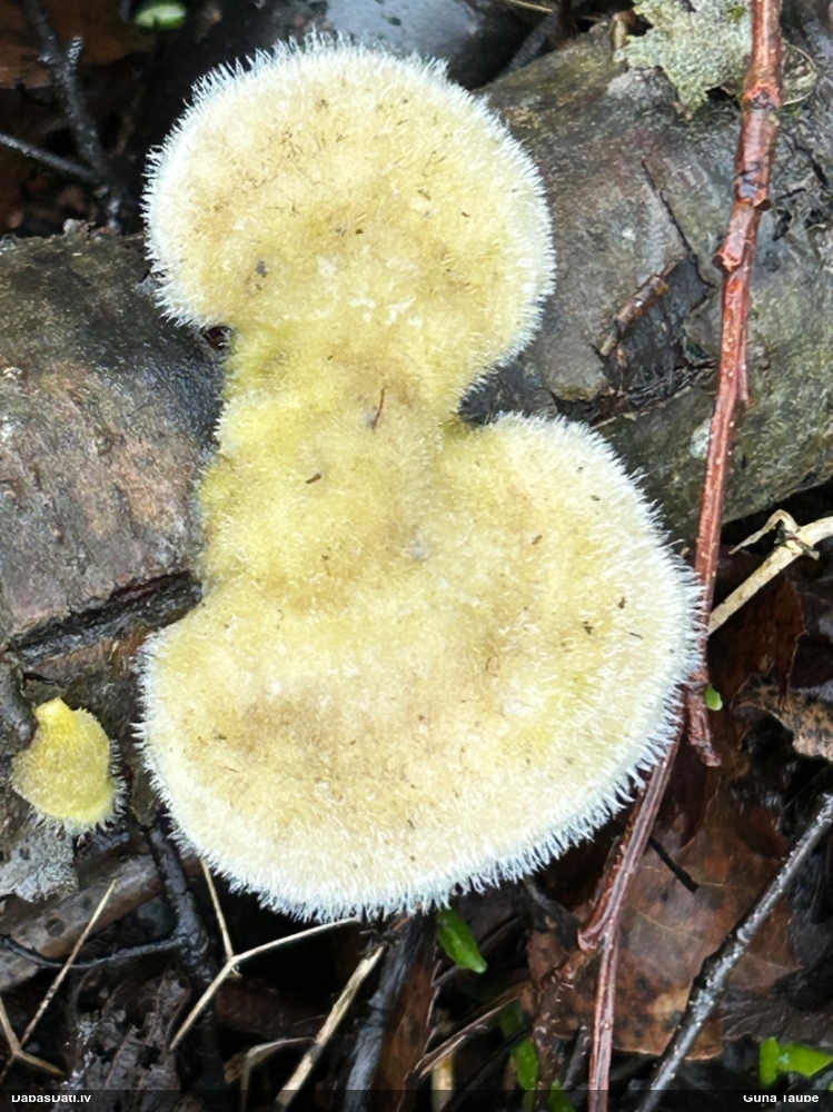 Sarainā tauriņpiepe