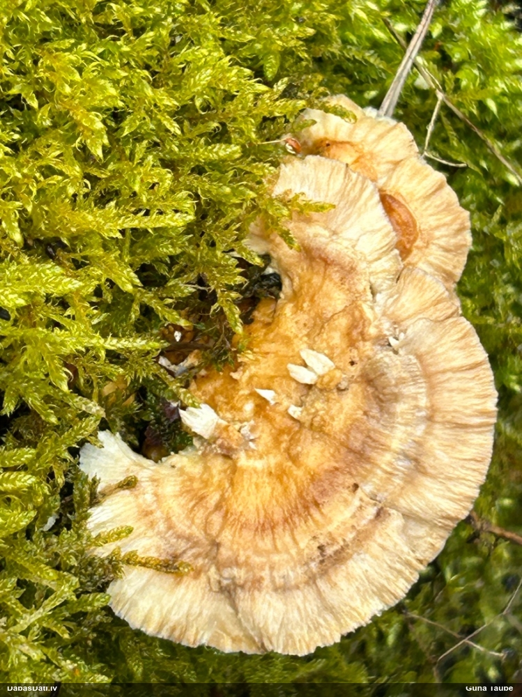 Dzeltenā tauriņpiepe