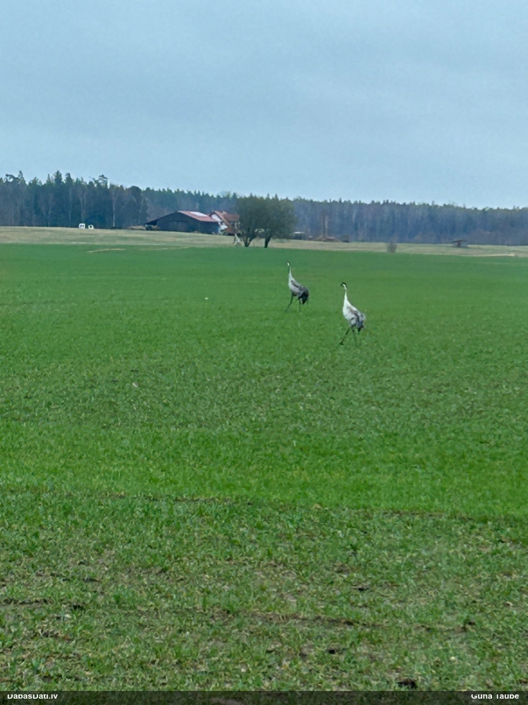 серый журавль