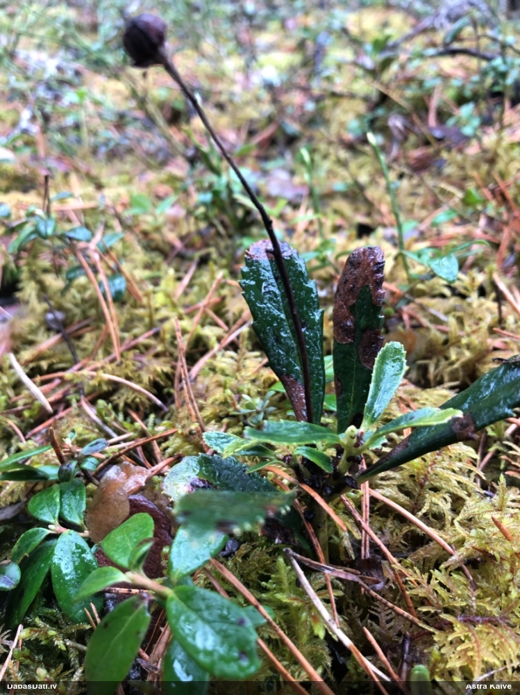 зимолюбка зонтичная