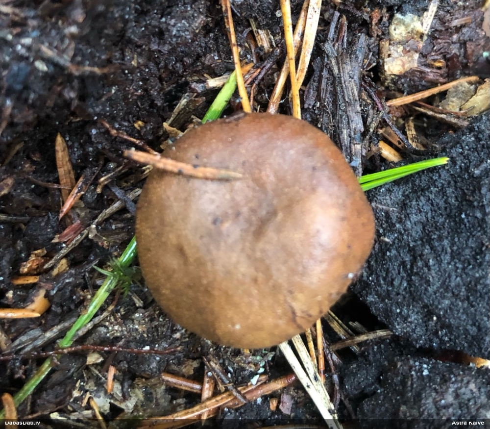 Briežtrifele (nenoteikta)