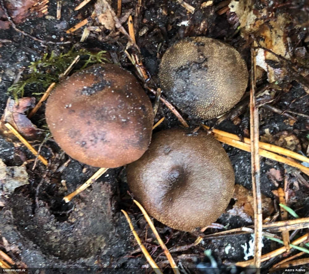 Briežtrifele (nenoteikta)