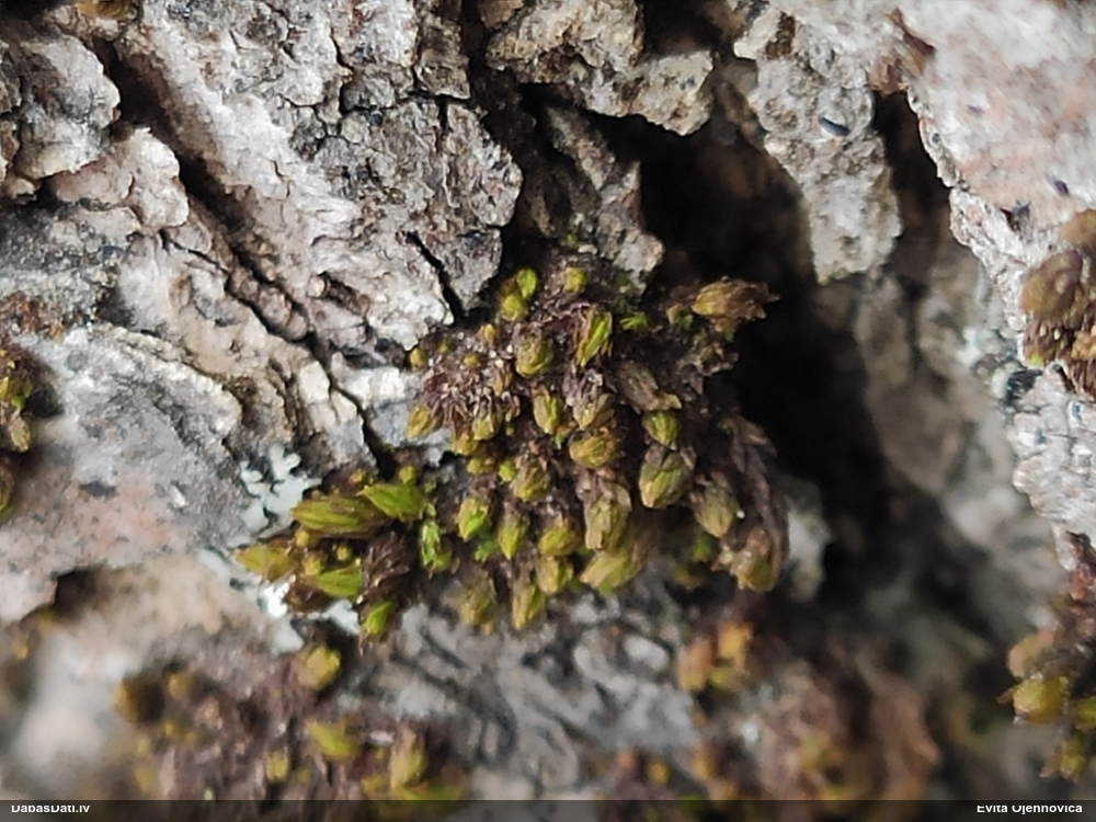 Plakanlapu pūkcepurene