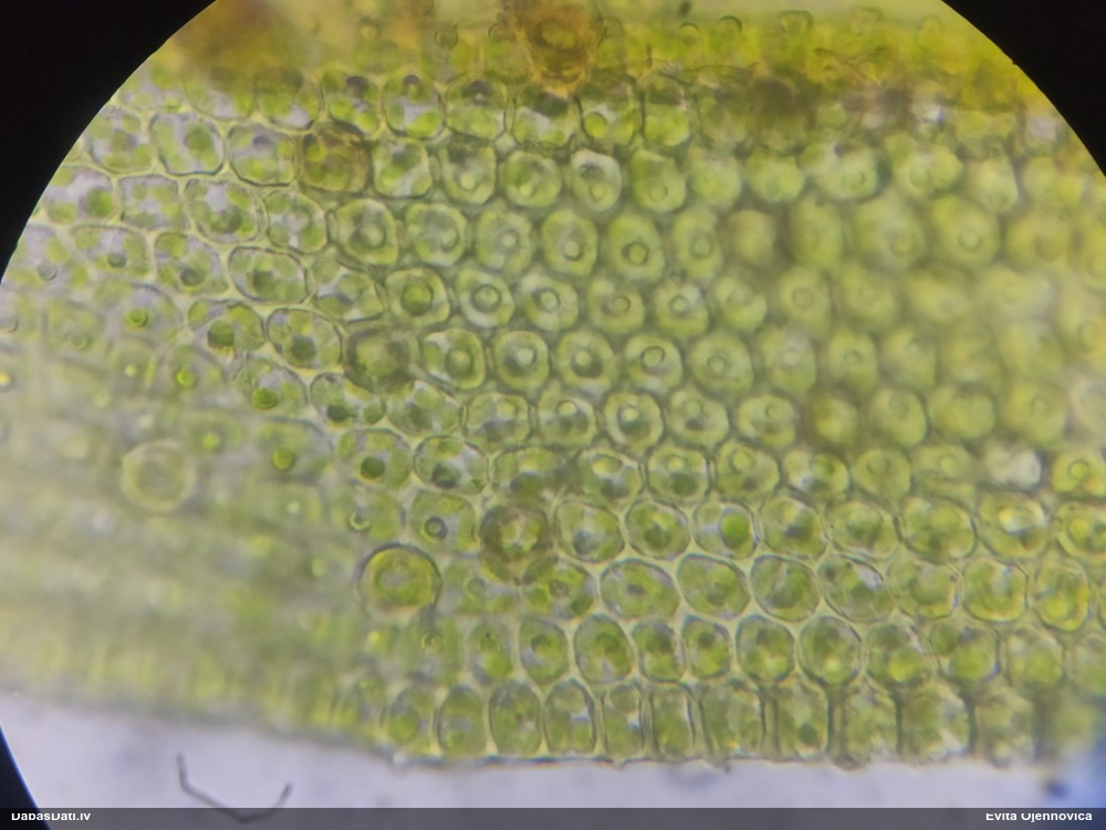 Plakanlapu pūkcepurene