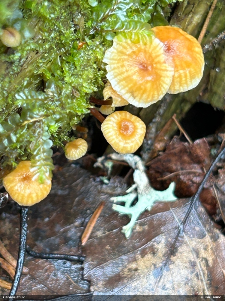 Zvaniņu sausdobīte