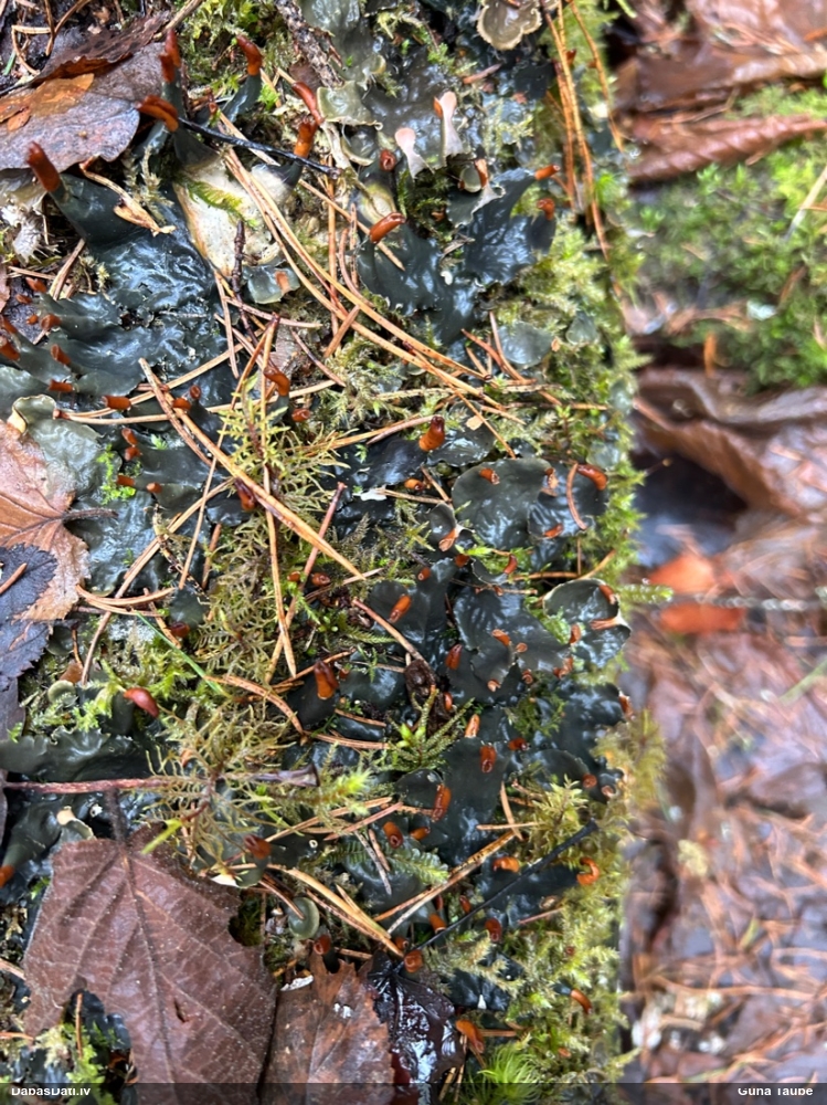 Peltīgera (nenoteikta)