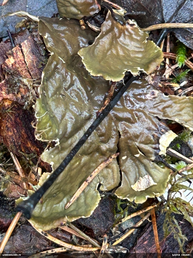 Peltīgera (nenoteikta)