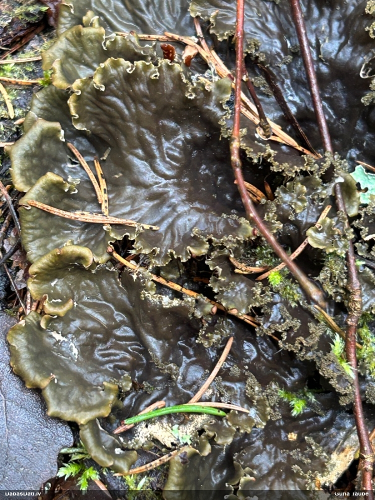 Peltīgera (nenoteikta)