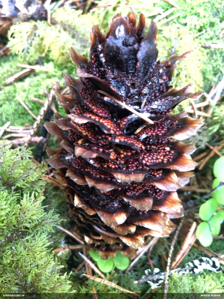 Egļu čiekuru rūsa