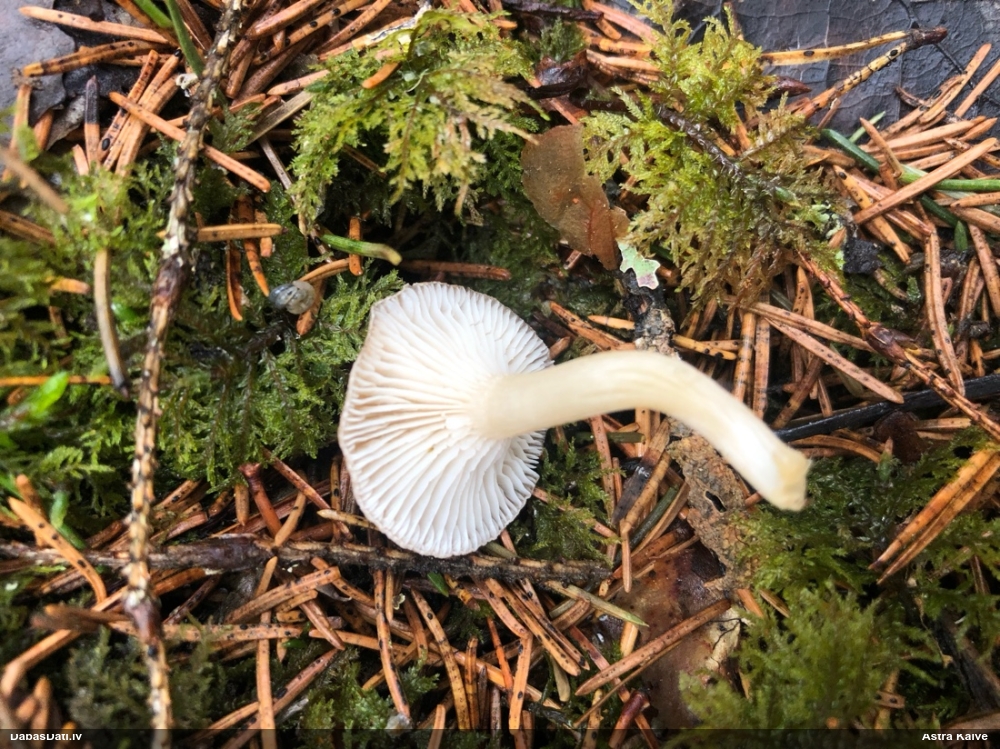 Apsarmotā piltuvene