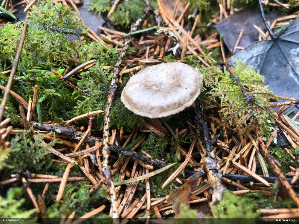 Apsarmotā piltuvene