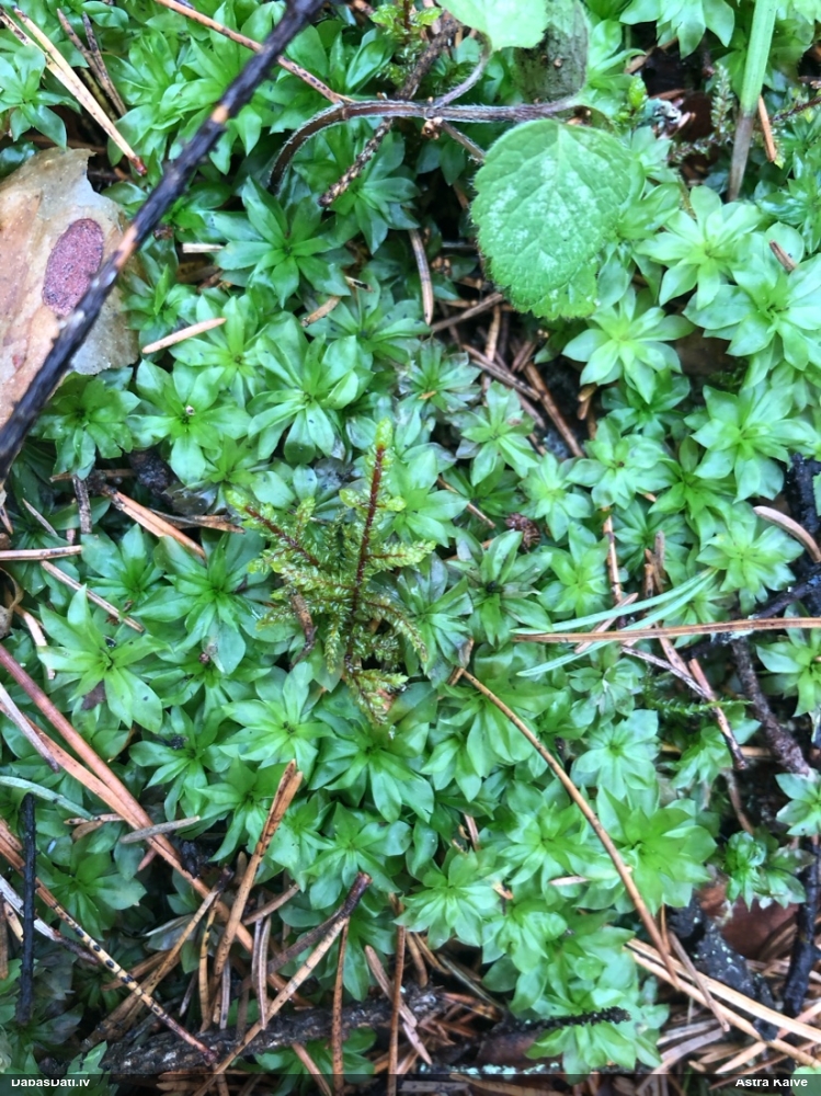 Parastā rožgalvīte