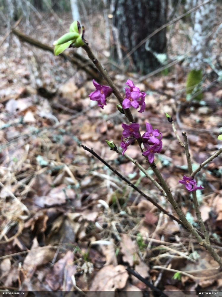 волчеягодник обыкновенный