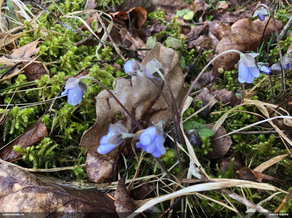 печеночница обыкновенная