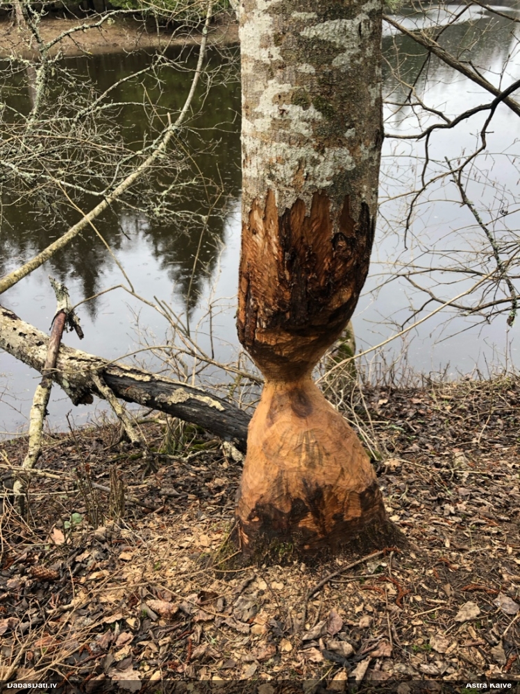 обыкновенный бобр