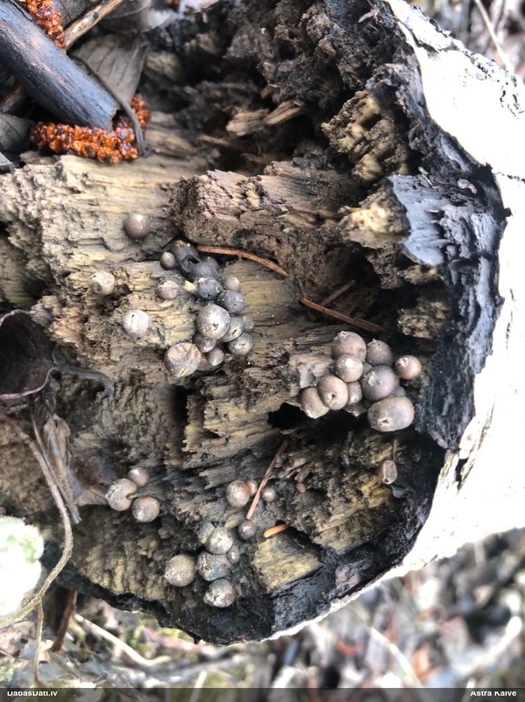 Koksnes vilkpienaine