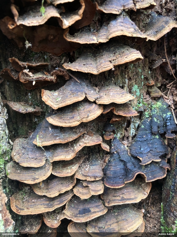 Ozolu brūnsvārcene