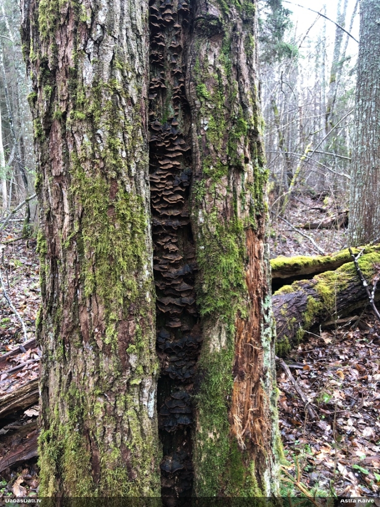 Ozolu brūnsvārcene