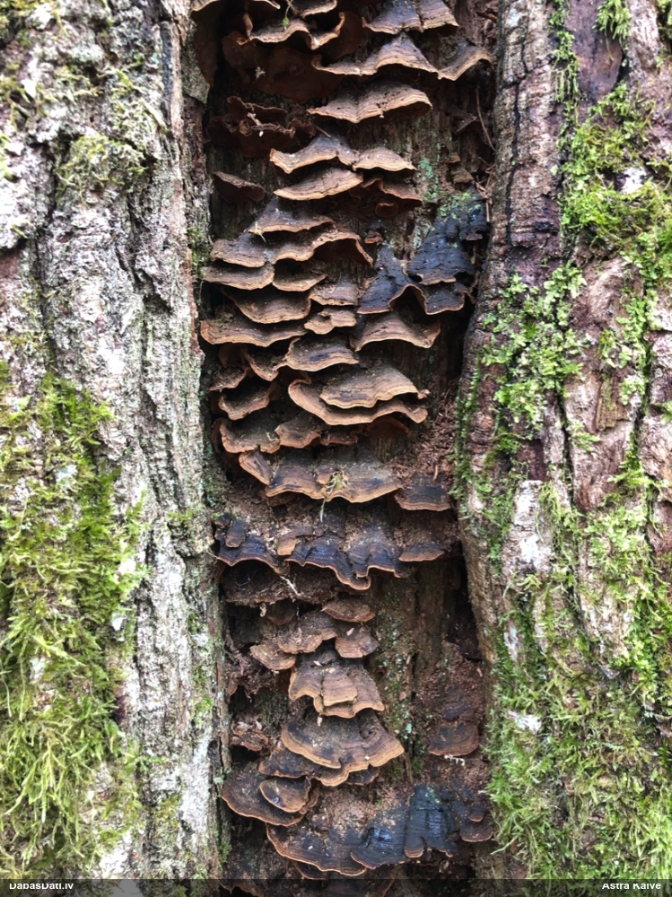 Ozolu brūnsvārcene