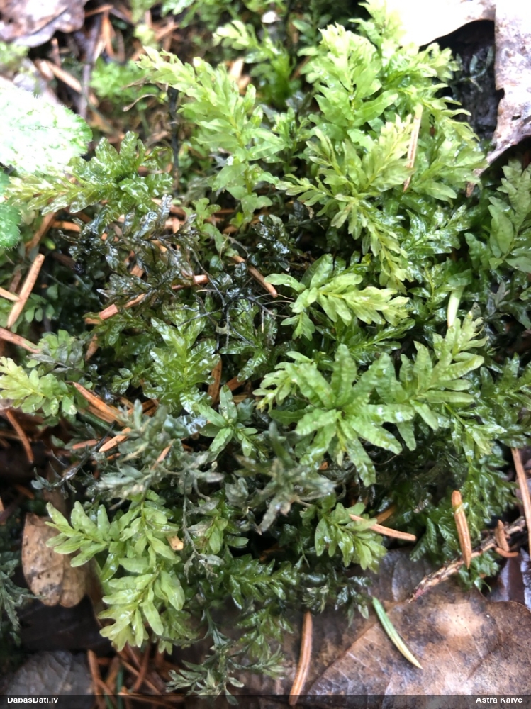 Viļņainā skrajlape