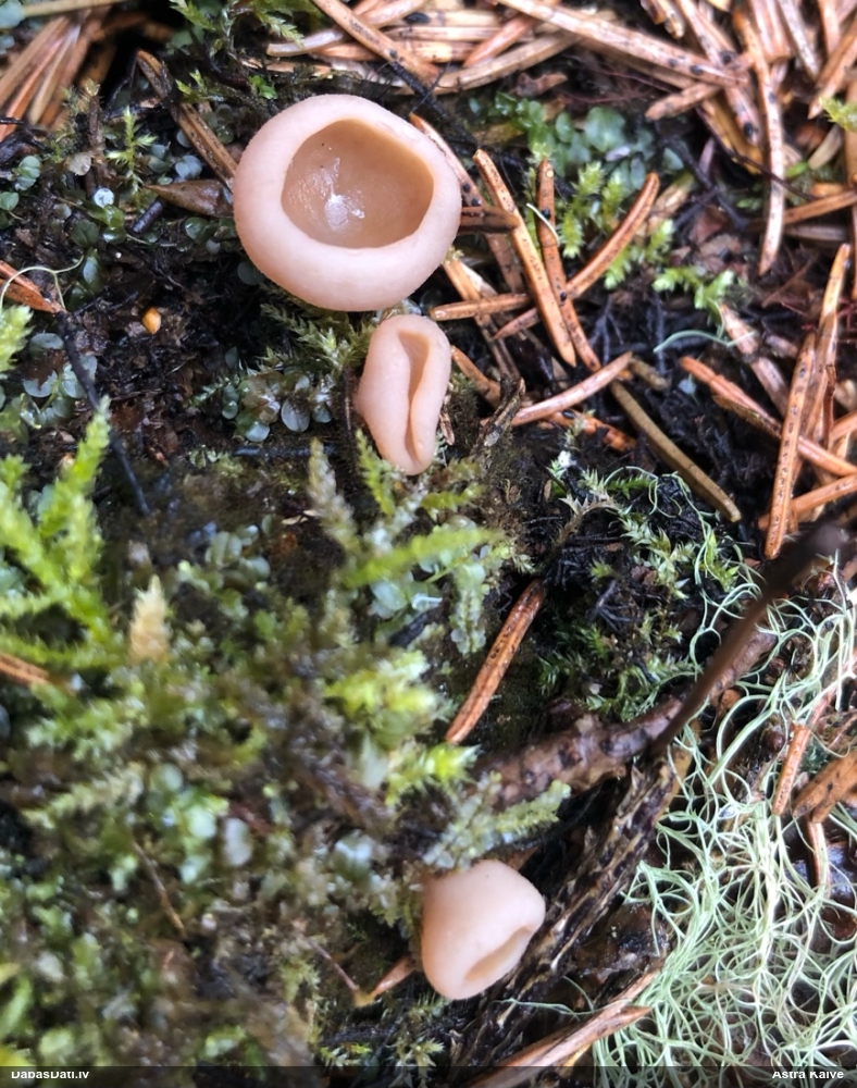 Kaussēne Peziza sp.