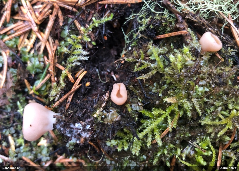 Kaussēne Peziza sp.