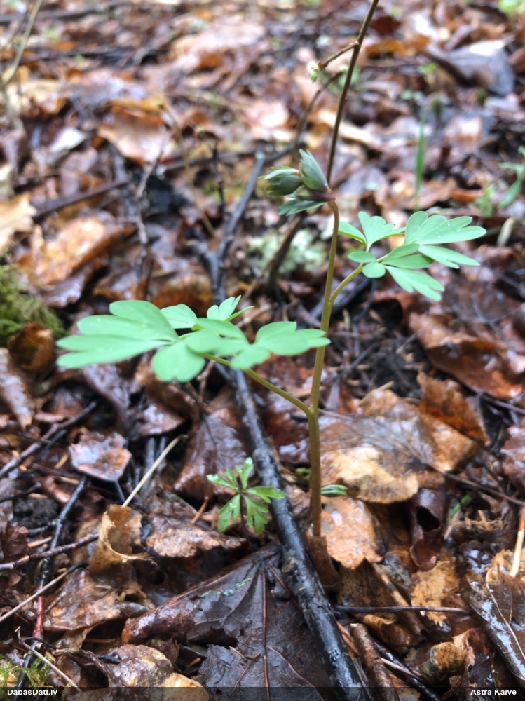 хохлатка плотная