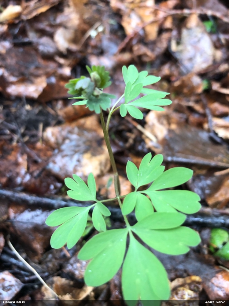 хохлатка плотная