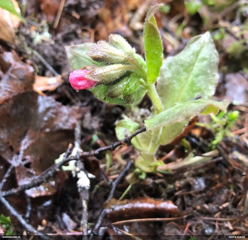 Tumšais lakacis (dziedniecības, ārstniecības lakacis)