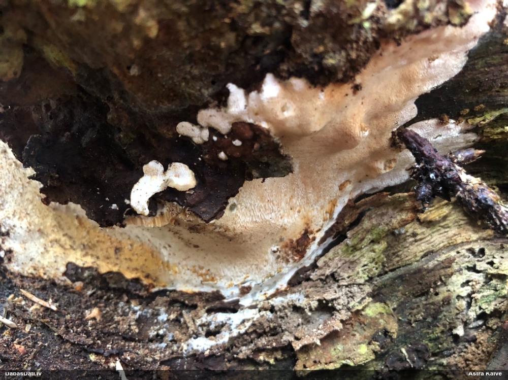 Klājeniska sēne (nenoteikta)