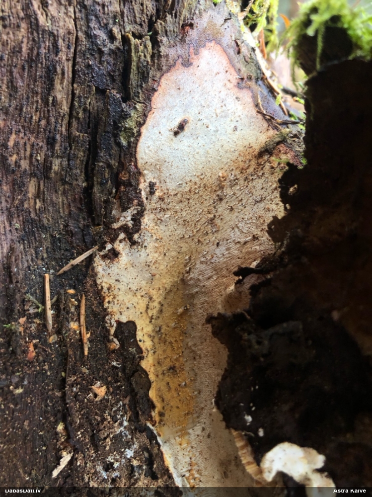 Klājeniska sēne (nenoteikta)