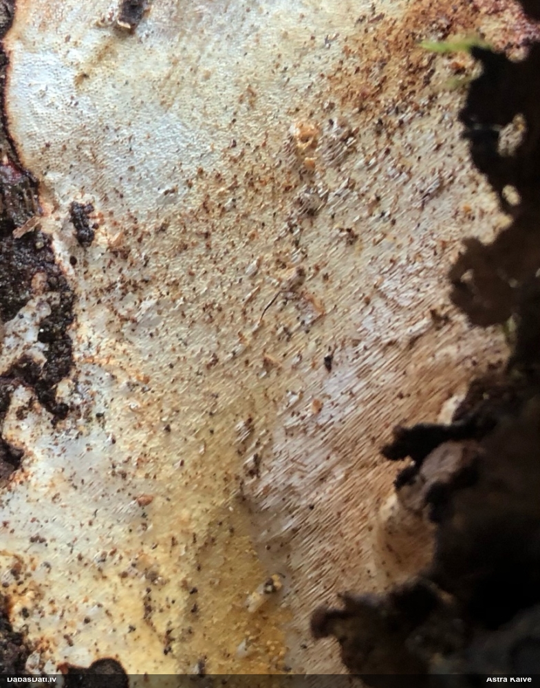 Klājeniska sēne (nenoteikta)