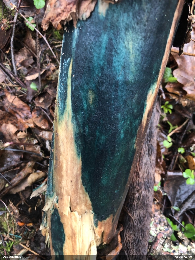 Zilzaļā hlorociborija