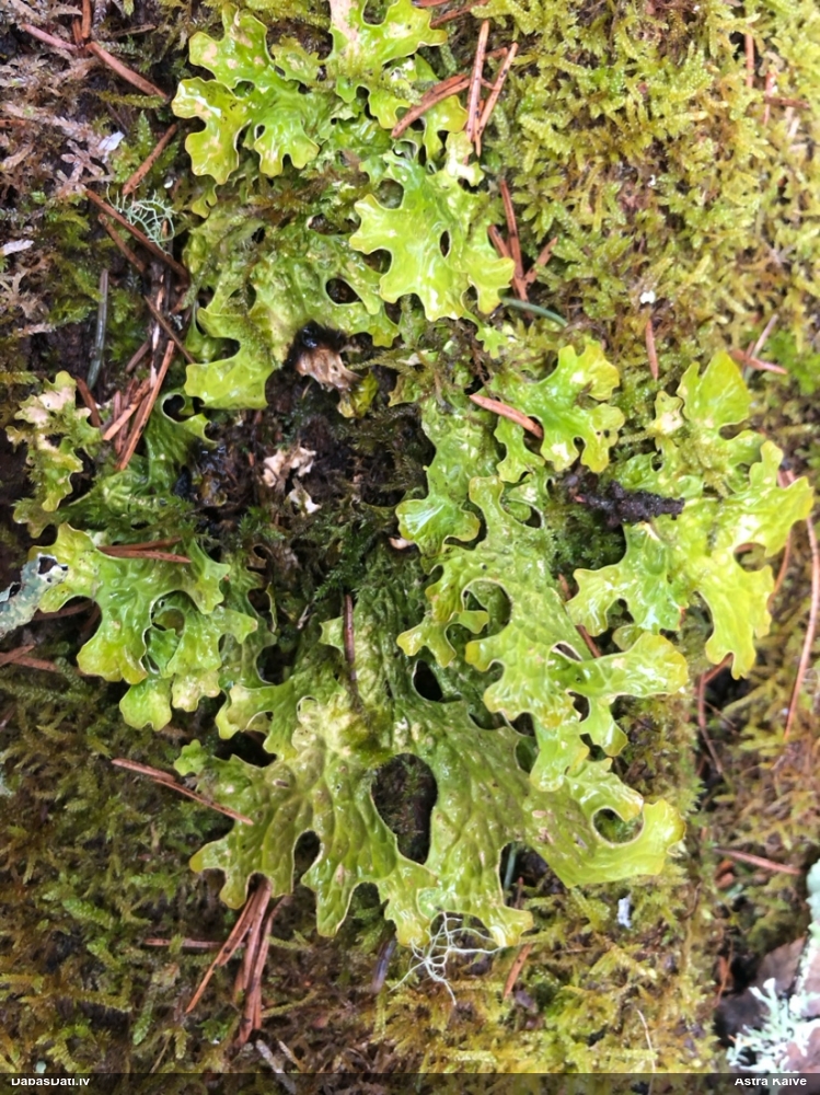 Parastais plaušķērpis